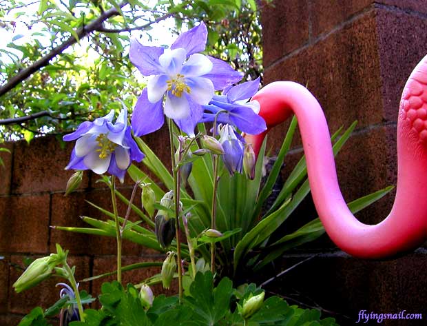 Blue Flowers Pink flamingos in the garden == ~@~ In Loving Memory of Flying Snail Ranch