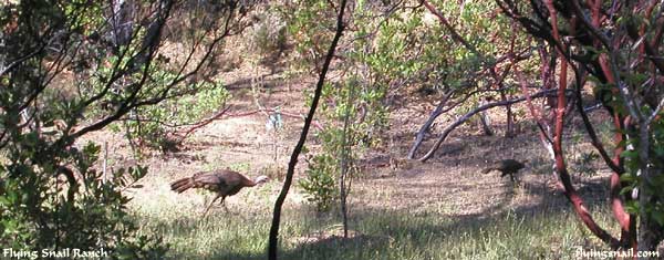 Turkeys in front yard at old Flying Snail Ranch