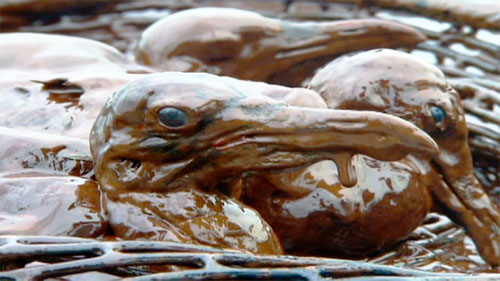 Birds covered with OIL that resulted from a huge oil spill in the Gulf of Mexico