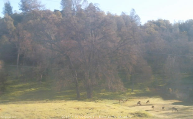 Deer at The Meadow