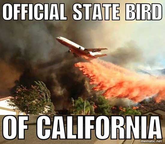 Official State Bird of California via iloveyouyouhateme
