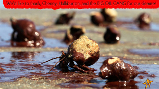 Hermit Crabs and the BP OIL SPILL